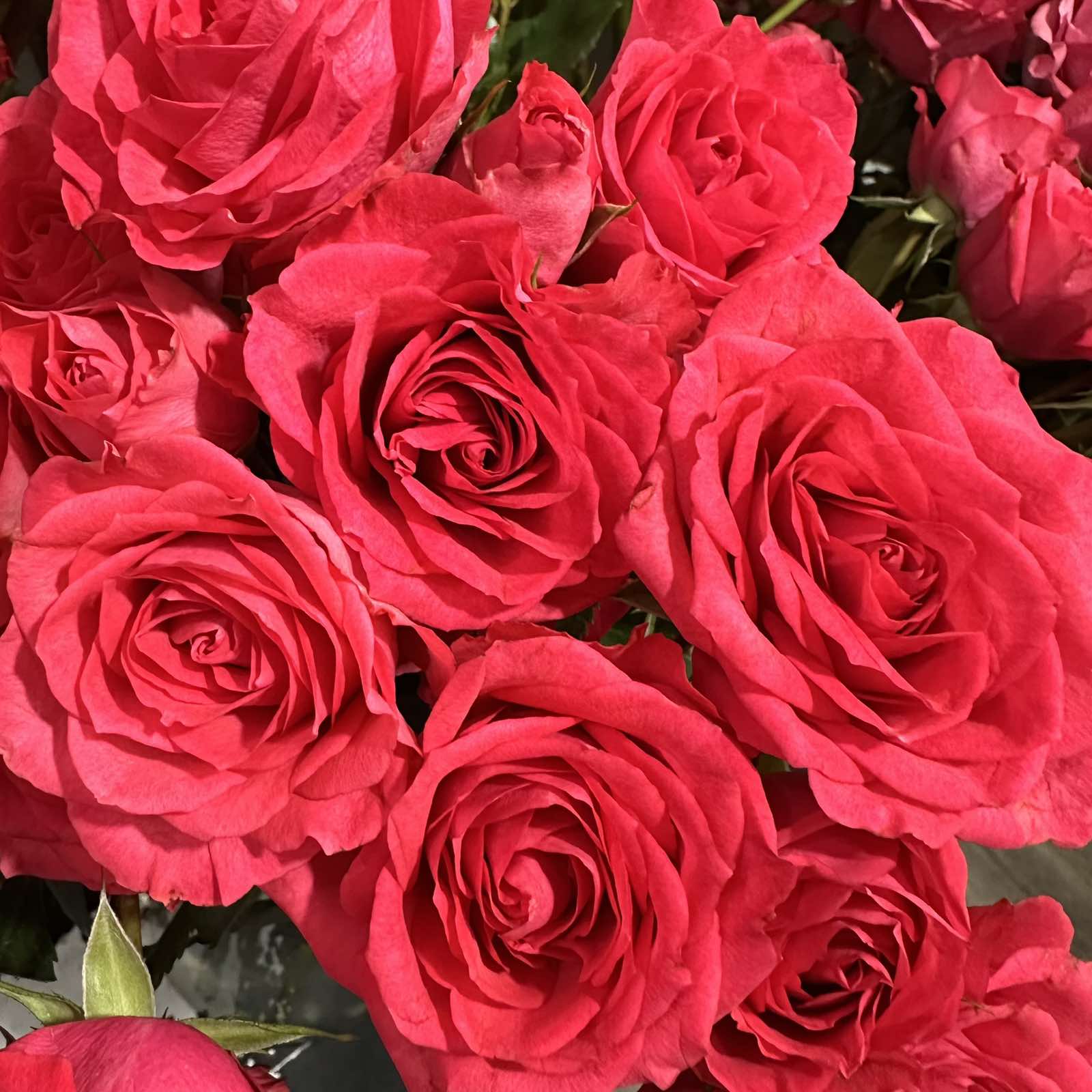 Троянда Sp Bellalinda Cerise 70 cm
