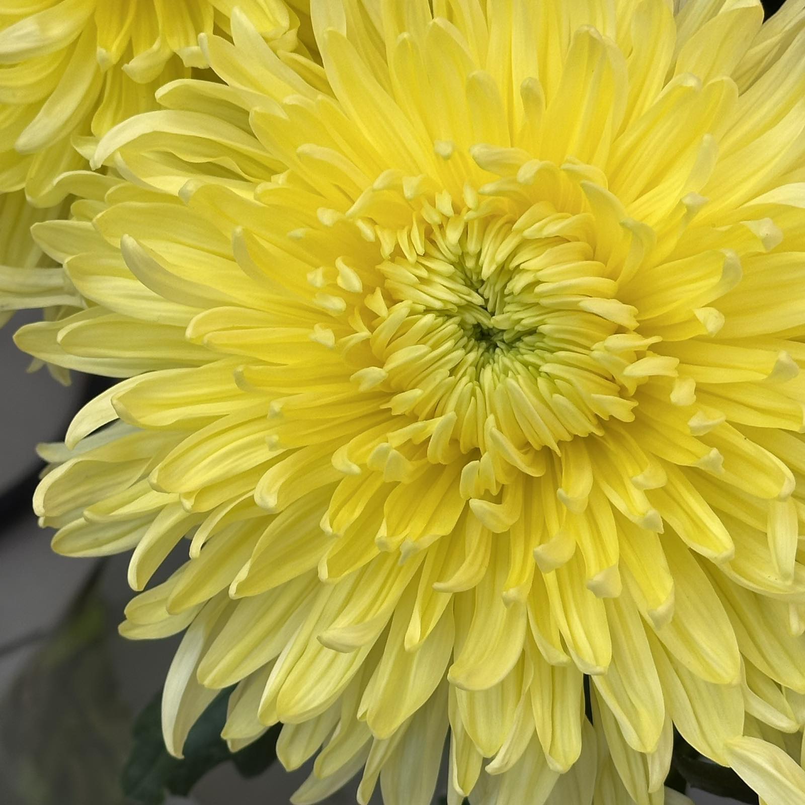 Хризантема Magnum Yellow