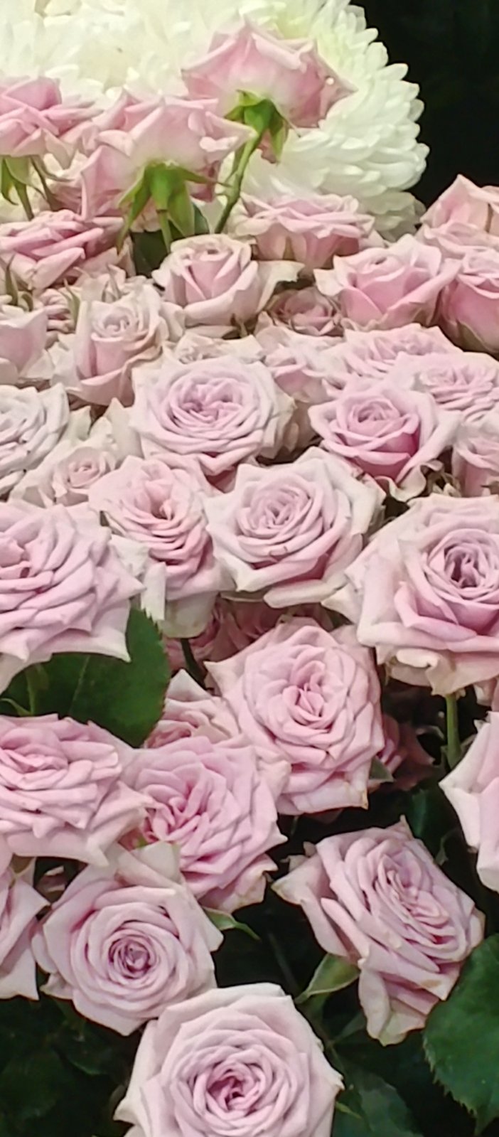 Гілка Лейла 60 см