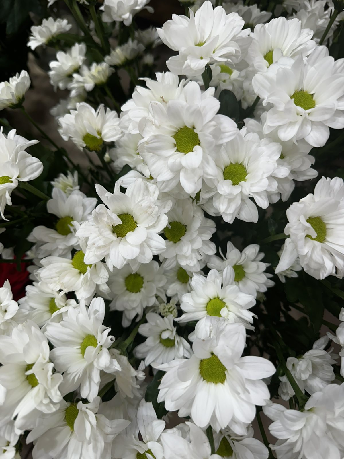 Хризантема Kennedy white